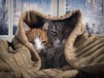 What Happens to Bonded Cats When One Dies?