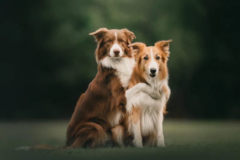 Bonded Dogs
