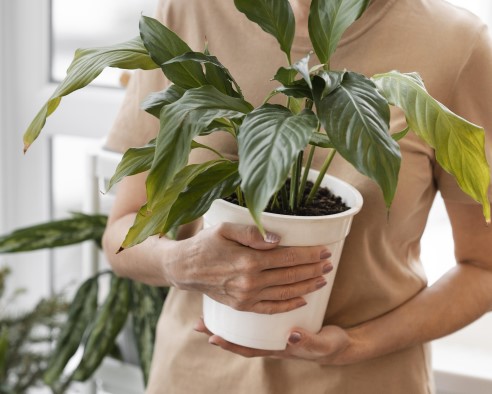 Front View Woman Holding Pot Indoor Plant Copy